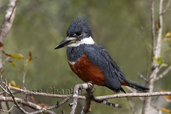 Ringed Kingfisher © Russ Chantler